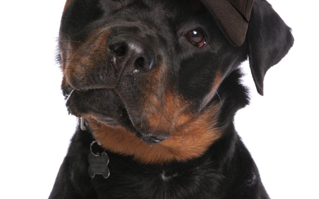 Which is better for home security, an alarm or CCTV?